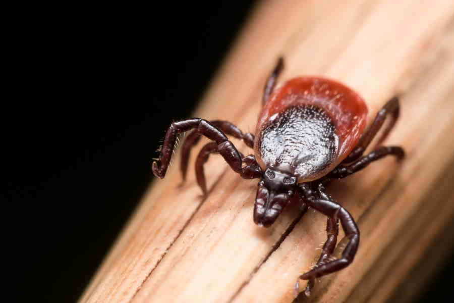 Pfizer Teams up on Lyme Disease Vaccine